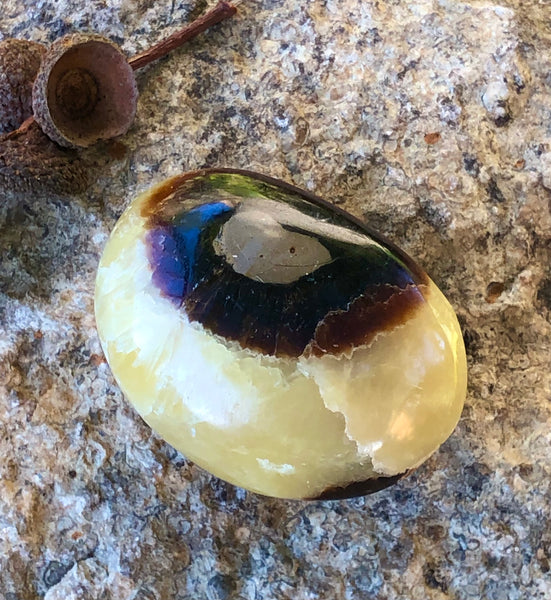 Septarian Palm Stone