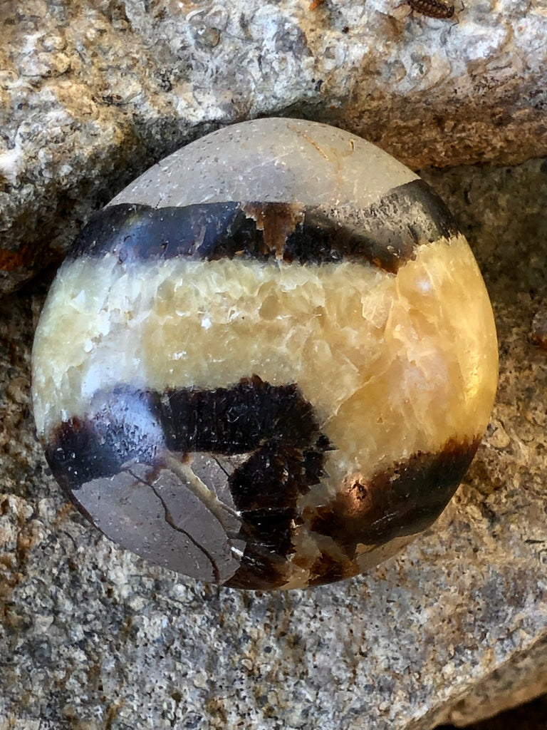 Septarian Palm Stone