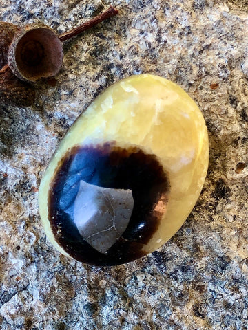 Septarian Palm Stone