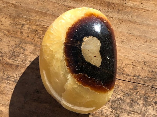 Septarian Palm Stone